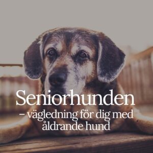 Seniorhunden - vägledning för dig med åldrande hund