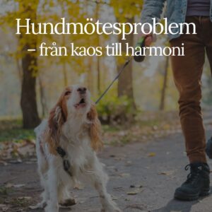 Hundmötesproblem - från kaos till harmoni