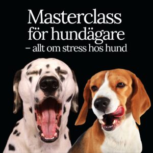 Masterclass för hundägare: allt om stress hos hund!