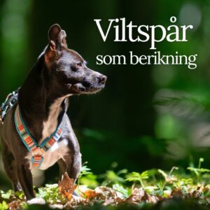 Viltspår som berikning