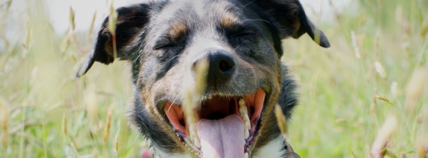 Masterclass för hundägare: allt om stress hos hund