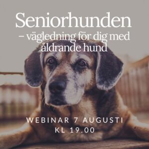 Webinar: Seniorhunden - vägledning för dig med åldrande hund