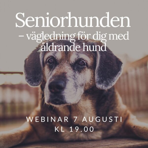 Webinar: Seniorhunden - vägledning för dig med åldrande hund