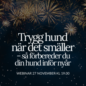 Webinar 27/11: Trygg hund när det smäller – så förbereder du din hund inför nyår