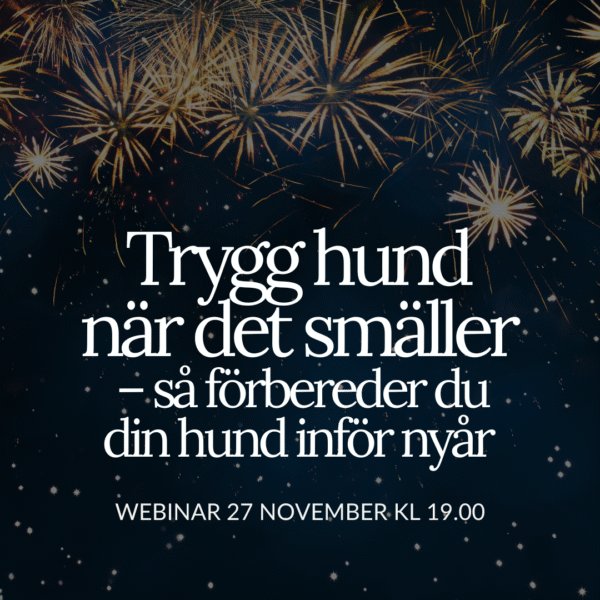 Webinar 27/11: Trygg hund när det smäller – så förbereder du din hund inför nyår