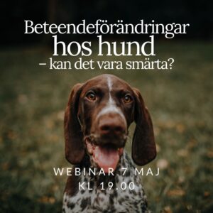 Beteendeförändringar hos hund – kan det vara smärta?