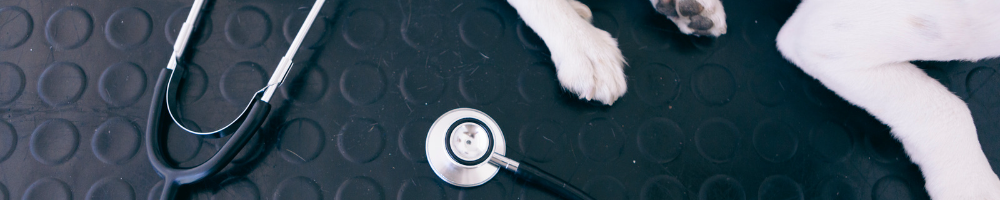 Kursgrupp: Trygga veterinärbesök